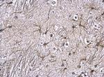 GFAP Antibody in Immunohistochemistry (Paraffin) (IHC (P))