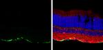 GFAP Antibody in Immunohistochemistry (Frozen) (IHC (F))