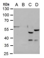 GFAP Antibody in Western Blot (WB)