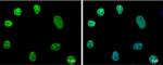 Nanog Antibody in Immunocytochemistry (ICC/IF)