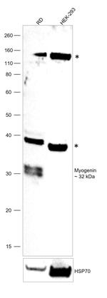 Myogenin Antibody in Western Blot (WB)