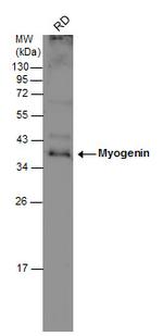 Myogenin Antibody in Western Blot (WB)