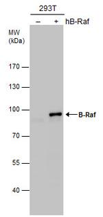 B-Raf Antibody in Western Blot (WB)