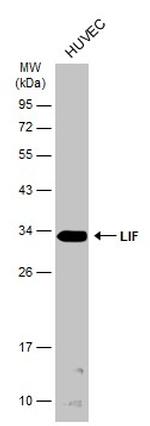 LIF Antibody in Western Blot (WB)