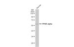 PPAR alpha Antibody in Western Blot (WB)