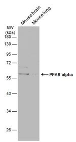 PPAR alpha Antibody in Western Blot (WB)