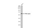 PPAR alpha Antibody in Western Blot (WB)