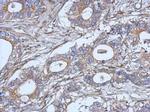 IL-2 Antibody in Immunohistochemistry (Paraffin) (IHC (P))