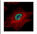 MLH1 Antibody in Immunocytochemistry (ICC/IF)