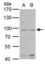 MLH1 Antibody in Western Blot (WB)