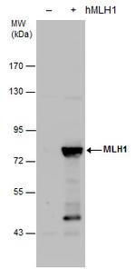 MLH1 Antibody in Western Blot (WB)