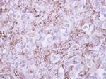 G6PD Antibody in Immunohistochemistry (Paraffin) (IHC (P))