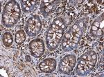 Decorin Antibody in Immunohistochemistry (Paraffin) (IHC (P))