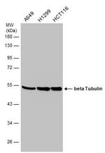 beta Tubulin Antibody in Western Blot (WB)