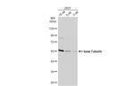 beta Tubulin Antibody in Western Blot (WB)