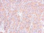 beta Tubulin Antibody in Immunohistochemistry (Paraffin) (IHC (P))