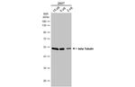 beta Tubulin Antibody in Western Blot (WB)