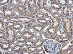 ACADM Antibody in Immunohistochemistry (Paraffin) (IHC (P))