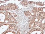 ACADM Antibody in Immunohistochemistry (Paraffin) (IHC (P))