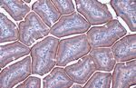 ACE2 Antibody in Immunohistochemistry (Paraffin) (IHC (P))