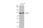 ACE2 Antibody in Western Blot (WB)