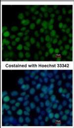 SOX2 Antibody in Immunocytochemistry (ICC/IF)