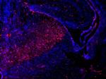 SOX2 Antibody in Immunohistochemistry (Frozen) (IHC (F))