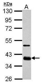 SOX2 Antibody in Western Blot (WB)