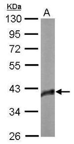 SOX2 Antibody in Western Blot (WB)