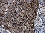 SOX2 Antibody in Immunohistochemistry (Paraffin) (IHC (P))