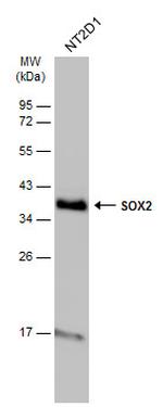 SOX2 Antibody in Western Blot (WB)