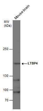 LTBP4 Antibody in Western Blot (WB)