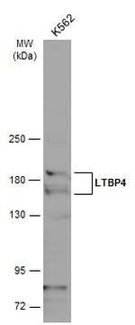 LTBP4 Antibody in Western Blot (WB)