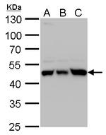 UQCRC1 Antibody in Western Blot (WB)