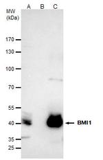 BMI-1 Antibody in Immunoprecipitation (IP)