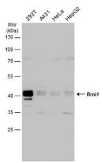 BMI-1 Antibody in Western Blot (WB)