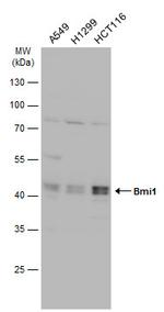 BMI-1 Antibody in Western Blot (WB)