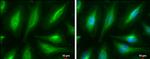 alpha Tubulin Antibody in Immunocytochemistry (ICC/IF)