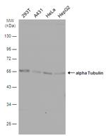 alpha Tubulin Antibody in Western Blot (WB)