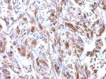 alpha Tubulin Antibody in Immunohistochemistry (Paraffin) (IHC (P))