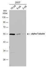 alpha Tubulin Antibody in Western Blot (WB)