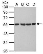 alpha Tubulin Antibody in Western Blot (WB)