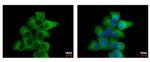 alpha Tubulin Antibody in Immunocytochemistry (ICC/IF)