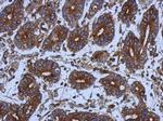 alpha Tubulin Antibody in Immunohistochemistry (Paraffin) (IHC (P))