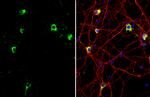 GRP78 Antibody in Immunocytochemistry (ICC/IF)