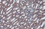 GRP78 Antibody in Immunohistochemistry (Paraffin) (IHC (P))