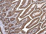 GRP78 Antibody in Immunohistochemistry (Paraffin) (IHC (P))