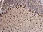 GRP78 Antibody in Immunohistochemistry (Paraffin) (IHC (P))