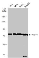 GRP78 Antibody in Western Blot (WB)