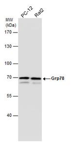 GRP78 Antibody in Western Blot (WB)